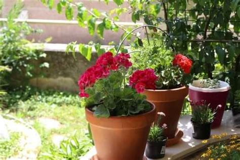 Flori De Vară Pentru Grădină 6 Opțiuni Doza De Sănătate