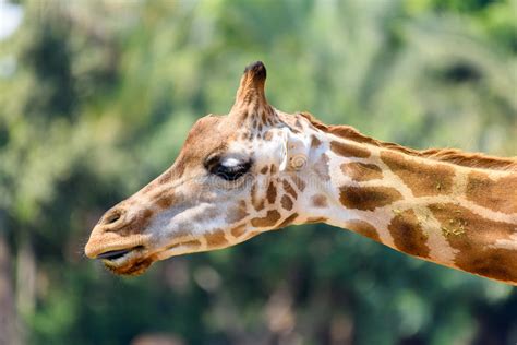 Northern Giraffe Giraffa Camelopardalis Stock Photo Image Of