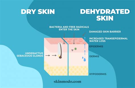 Dry Vs Dehydrated Skin How To Tell The Difference And How To Treat Them Skin Care