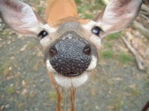 Pin By Nic Gur On Funny Funny Deer Animal Noses Cute Animals