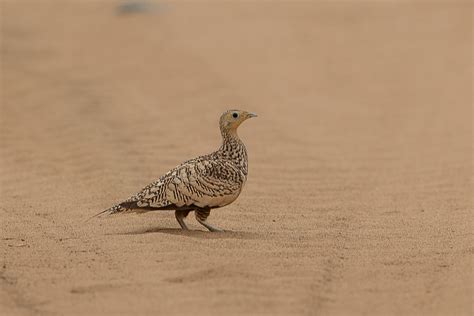 Birds Of Saudi Arabia Chestnut Bellied Sandgrouse Phils Fields Near