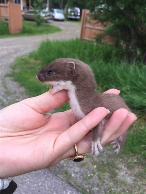Rescued A Stoat Weasel From Canada Poor Guy Was Laying On The Side Of