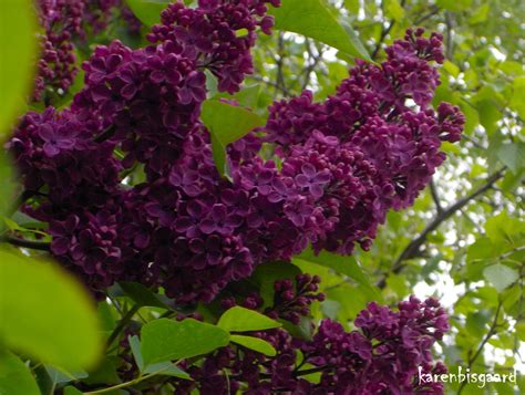 Karen S Nature Photography Blooming Clusters Of Burgundy Red Lilacs