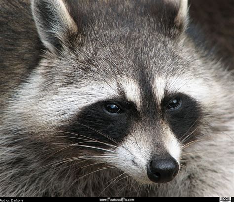 48 Raccoon Screensavers And Wallpaper