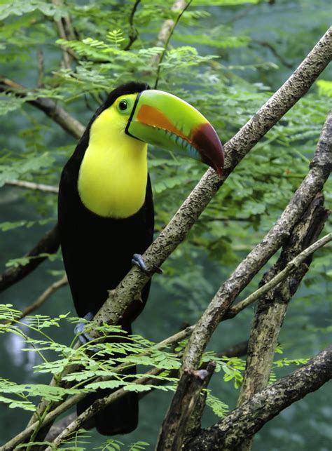 Toucan Bird Perched On The Tree Hd Wallpaper Wallpaper Flare
