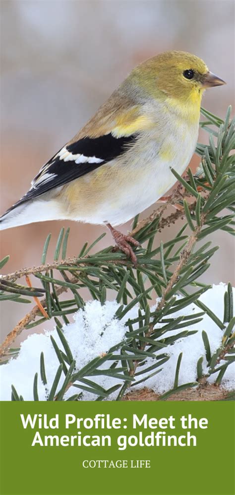 Wild Profile Meet The American Goldfinch Cottage Life