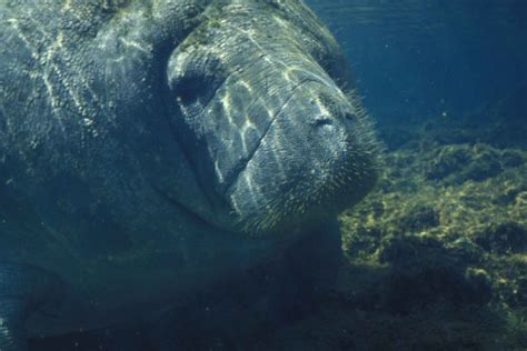 West Indian Manatee Facts Pictures And Video In Depth Information On An