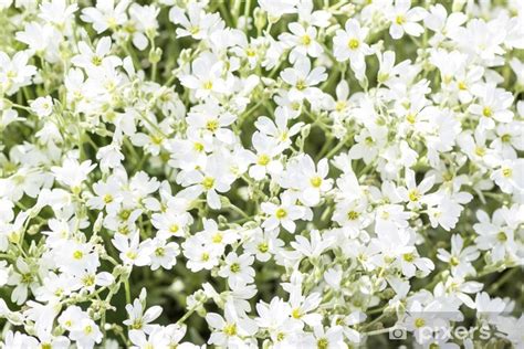 Cestino di fiori bianchi misti eleganti di stagione il cestino potrebbe subire alcune variazioni in quanto i fiori sono stagionali. Adesivo Sfondo è piccoli fiori bianchi • Pixers® - Viviamo per il cambiamento