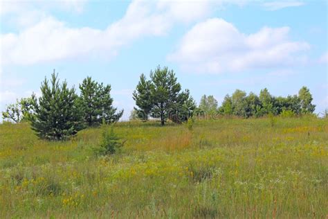 Young Pine Growing In Summer Field Meadow Landscape With Field Of