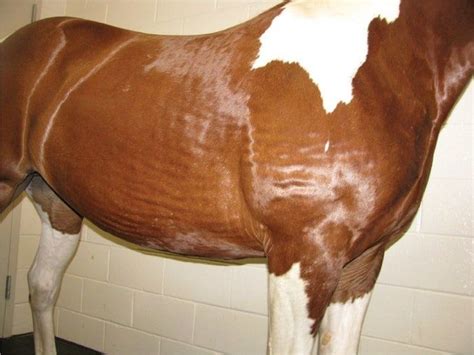 30 Most Common Horse Skin Diseases Reviewed For Horse Owner Skin