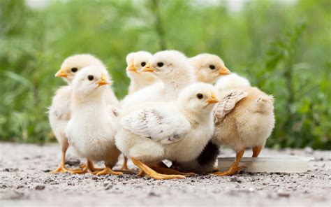 What Are Baby Chickens Called Learnpoultry