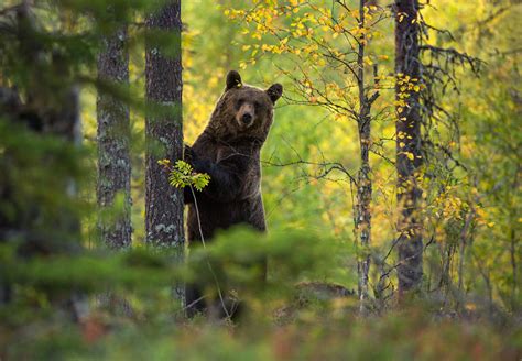 Brown Bear In The Autumn Woods By Lauri Tammik Photo 82794659 500px