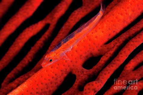 Coral Goby On Red Gorgonian Photograph By Louise Murrayscience Photo