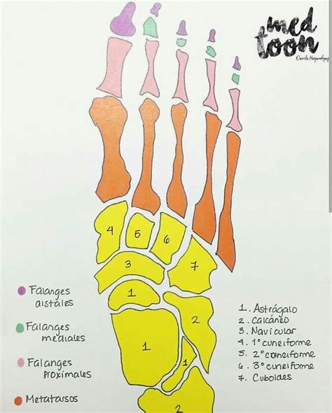 Huesos Del Pie Medical Anatomy Medicine Studies Human Anatomy And