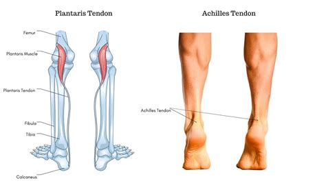 Ankle Tendons Anatomy Attachments And Function By A Specialist