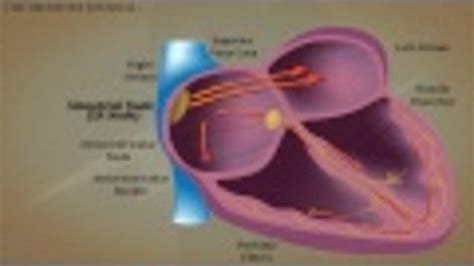 How Does The Human Body Create Electricity