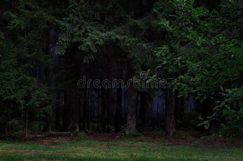 Una Foresta Buia Nebbiosa E Misteriosa Sulla Luna Piena Di Notte Con