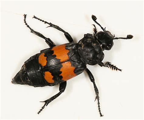 Sexton Beetle Nicrophorus Defodiens Bugguidenet