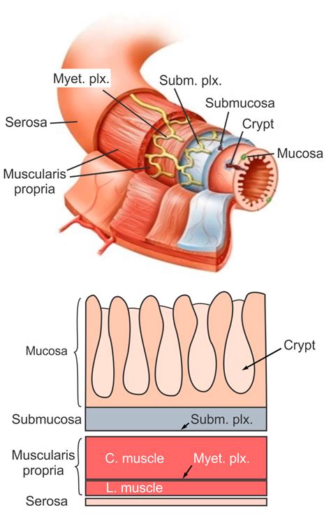 Large Intestine Anatomy Bruin Blog