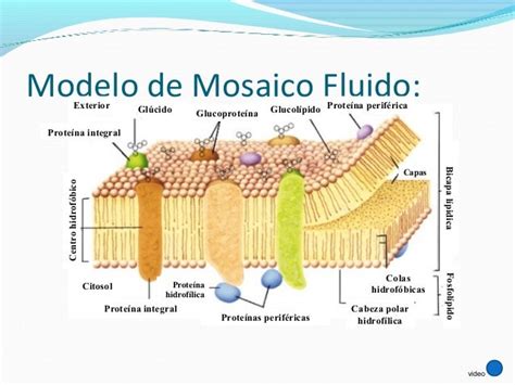 Estructura De La Membrana Celular Modelo Del Mosaico Fluido Noticias