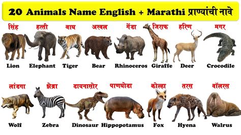 20 Animals Name English And Marathi 20 प्राण्यांची नावे इंग्रजी व