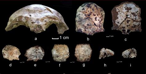 Human Fossils Found In Southeast Asia 63000 Years Old