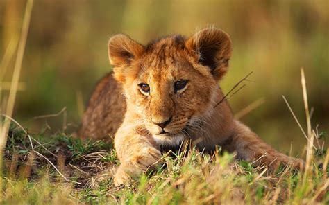 Lion Cab Lying On Grass Field During Daytime Hd Wallpaper Wallpaper Flare