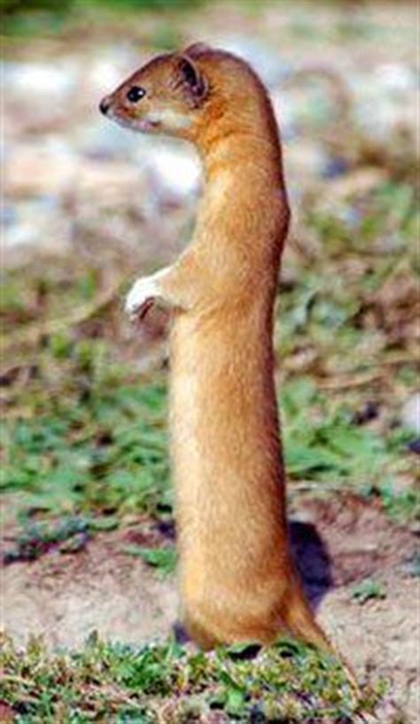 Awesome native animals you can see in indonesia. The Indonesian mountain weasel (Mustela lutreolina) is a ...