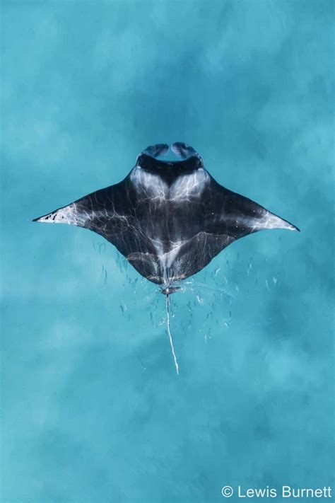 See This Award Winning Shot Of A Reef Manta Ray Taken By A Drone New