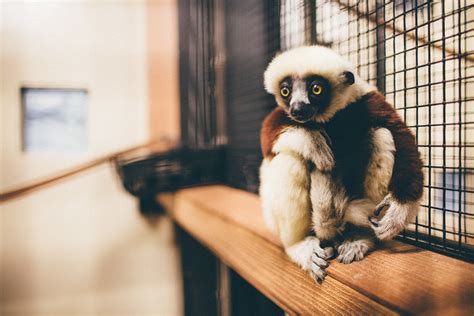 Duke Lemur Center Jake Kiser Photography