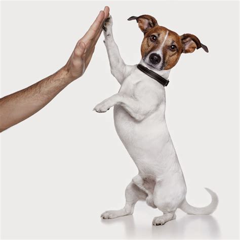 Bravecto® flea treatment for cats. All New Bravecto Chewable Flea and Tick Control - The Lab ...