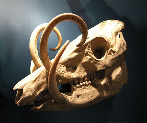 Babirusa Tusk Animal Skeletons Skull Animal Skulls