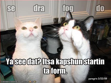 We did not find results for: GALLERY FUNNY GAME: Funny cats with words