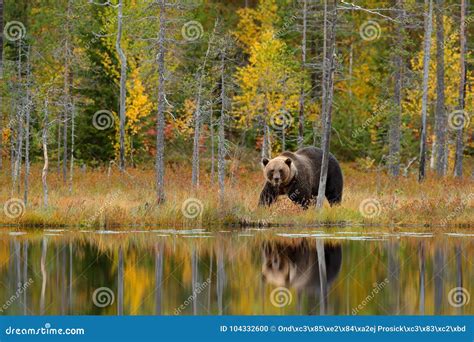 Bear Hidden Yellow Forest Autumn Trees With Bear Mirror Reflection