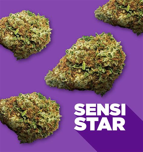 Sensi Star Spinach Cannabis