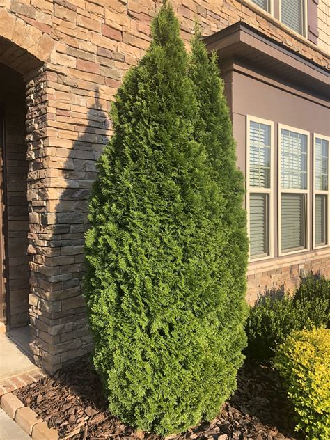 Maybe you would like to learn more about one of these? Emerald Green Arborvitae Shrub 1 Gallon - Plants Direct To You