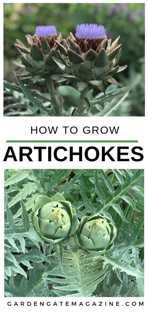 How To Grow Artichokes 5 Tips For Growing Artichokes Gardening