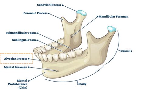 Alveolar Bone Carson Tahoe Dentistry