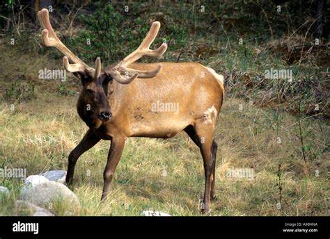 Grazing Elk British Columbia North America Stock Photo Alamy