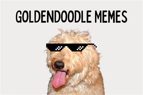 21 Funny Goldendoodle Memes Only Owners Understand