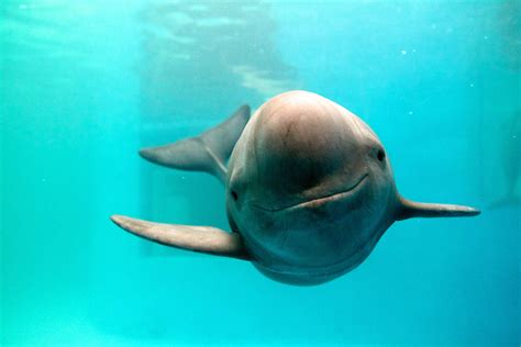 The Reason This Unique And Critically Endangered Porpoise Is Smiling