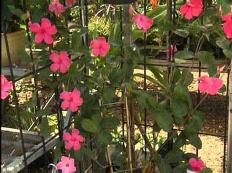 Mandevilla, also known as hoop plant or dipladenia, produces showy flowers on climbing vines that transferring mandevilla indoors to a lighted location during late fall protects against harsh winter how to care for a gloxinia plant→. Alice Dupont Mandevilla - YouTube