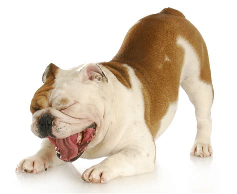 Cough In Dogs And Cats What To Do If Your Pet Has 7 This Appalled