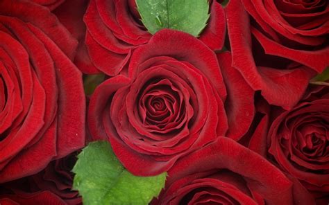 Free Download Red Roses Flowers Background Wallpapers X X For Your