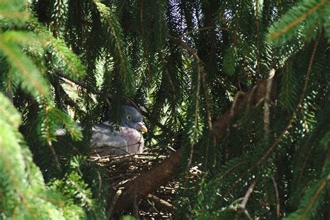 Pigeon In A Nest Hiding Among The Trees Free Image Download