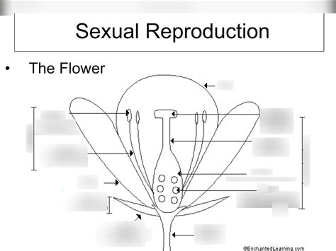 Sexual Reproduction Diagram Quizlet