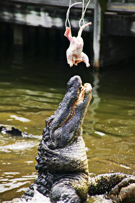 Alligator Feeding Photograph By Garry Gay