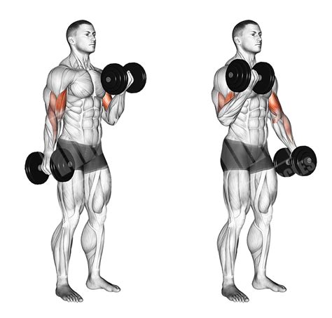 Full Body Dumbbell Workout Meanmuscles
