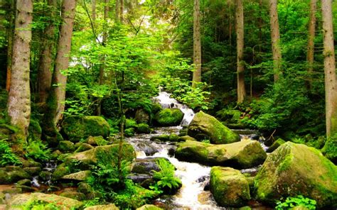 Hd Forest Stream Wallpaper Download Free 66622