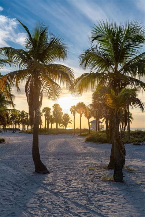 Palm Trees On Miami Beach At Sunrise Stock Image Image Of Morning